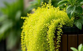 Bright green Creeping Jenny trailing down