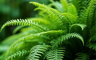 Lush green ferns with delicate fronds