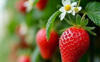Ripe red strawberries growing in a vertical garden
